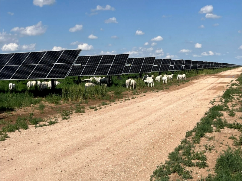 Proyecto de parque solar agrivoltaico de 5 MW en Massachusetts con paneles solares N-Type TOPCon para pastoreo de ovejas